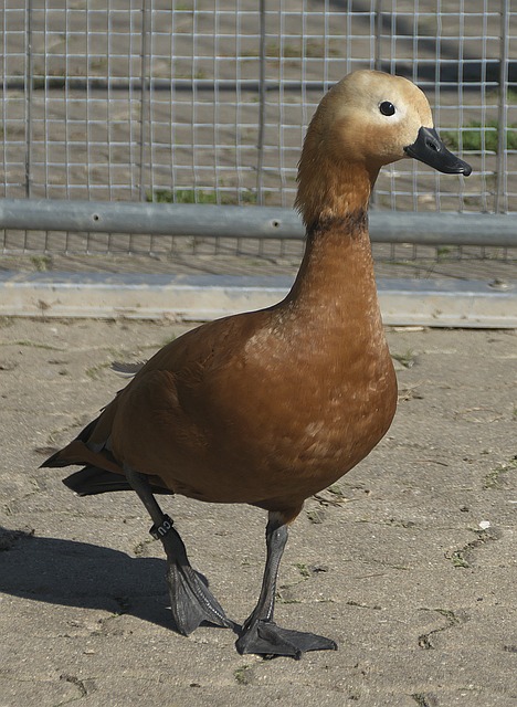 上完美执行